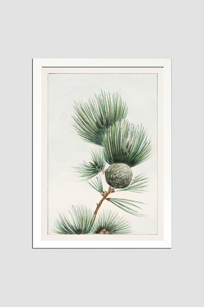 Gayo matsu pine during 1870–1880 by Megata Morikaga