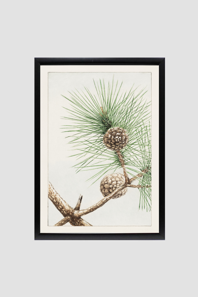 Matsu pine during 1870–1880 by Megata Morikaga.