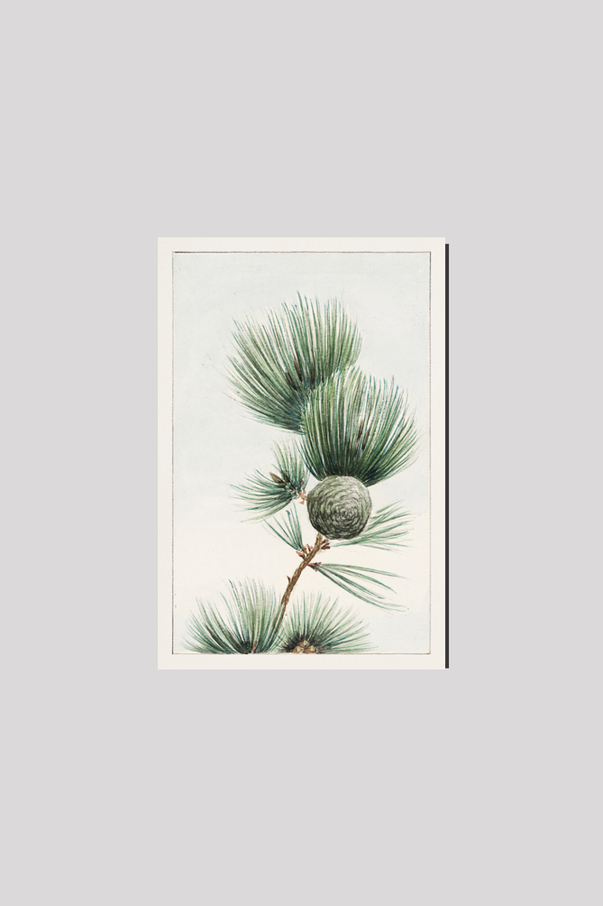 Gayo matsu pine during 1870–1880 by Megata Morikaga