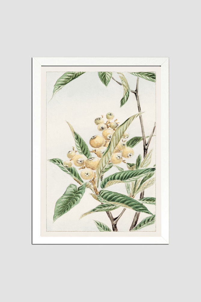 Biwa loquat during 1870–1880 by Megata Morikagaorikaga