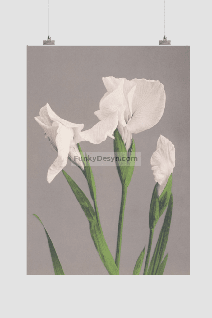 Beautiful photomechanical prints of White Irises (1887–1897) by Ogawa Kazumasa.