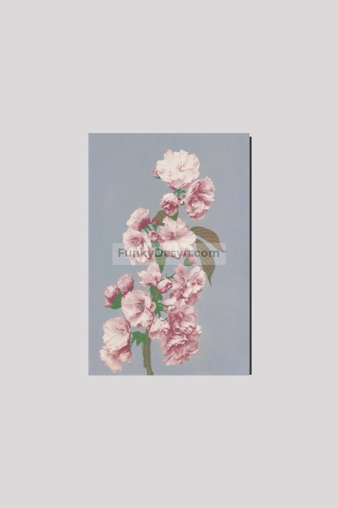 Beautiful photomechanical prints of Cherry Blossom (1887–1897) by Ogawa Kazumasa.