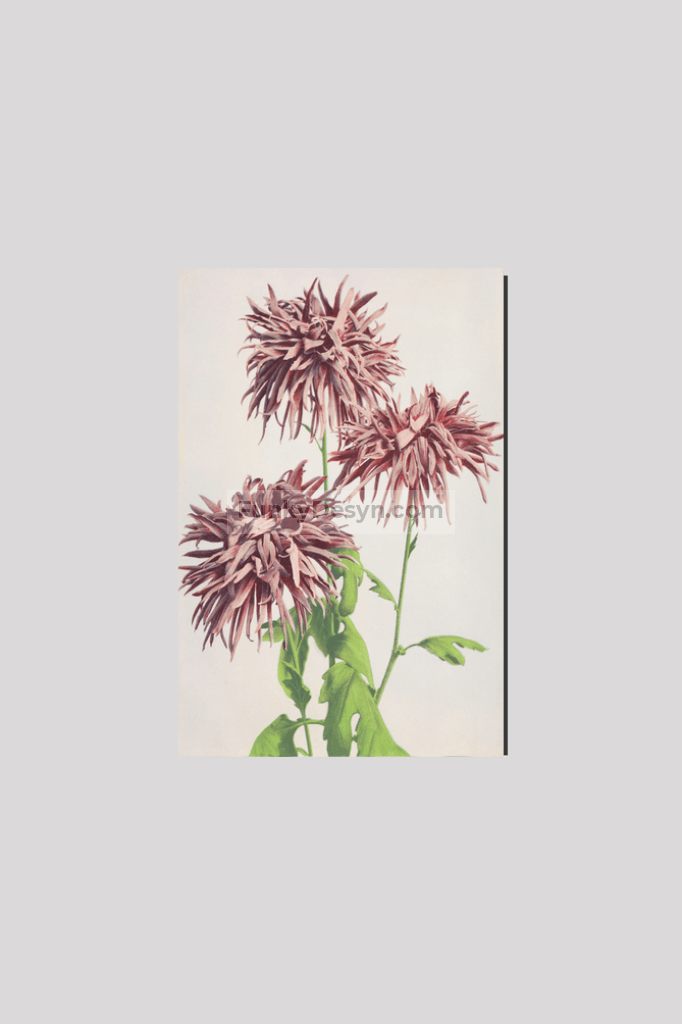 Beautiful photomechanical prints of Three Pink Chrysanthemum (1887–1897) by Ogawa Kazumasa
