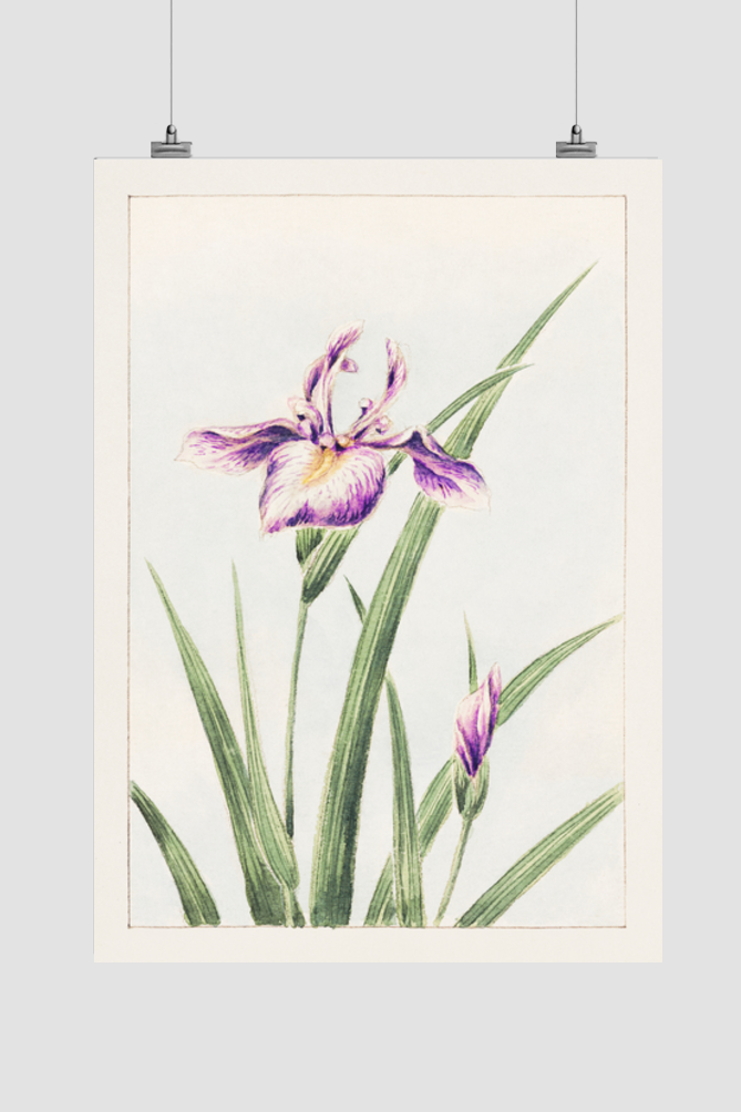 Hana–strobel during 1870–1880 by Megata Morikaga