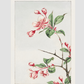 Kaido pyrus spectabalis during 1870–1880 by Megata Morikaga