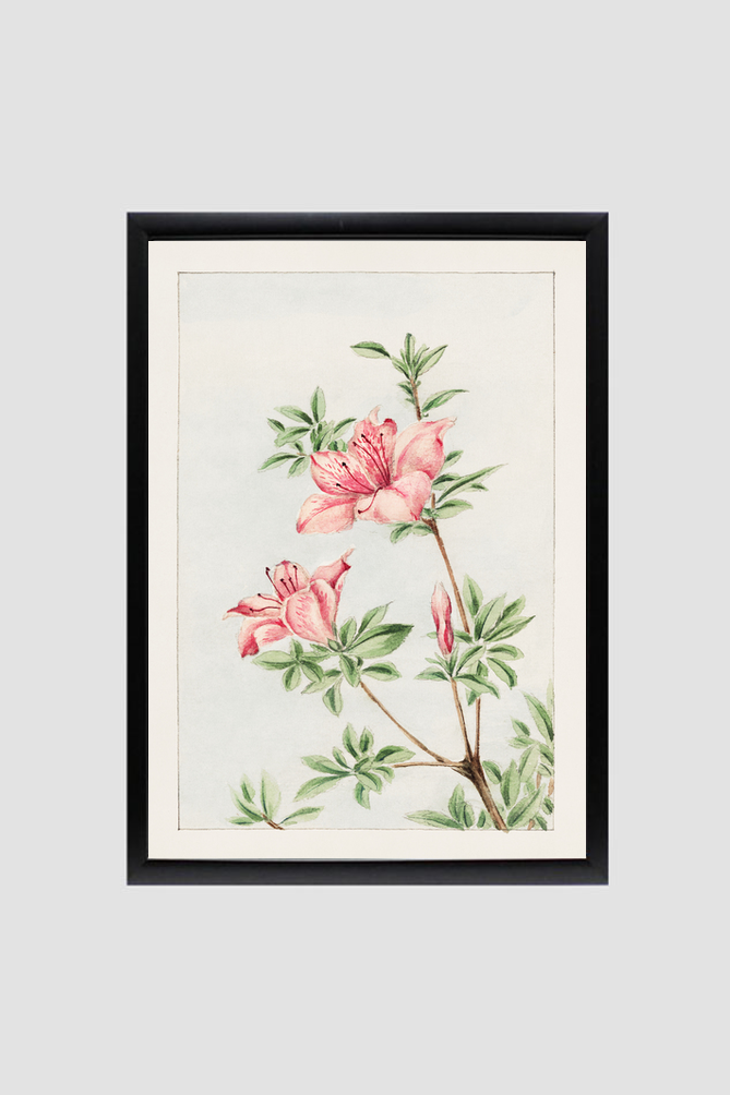 Tsutsuji rhododendron Judicum (azalea) during 1870–1880 by Megata Morikaga