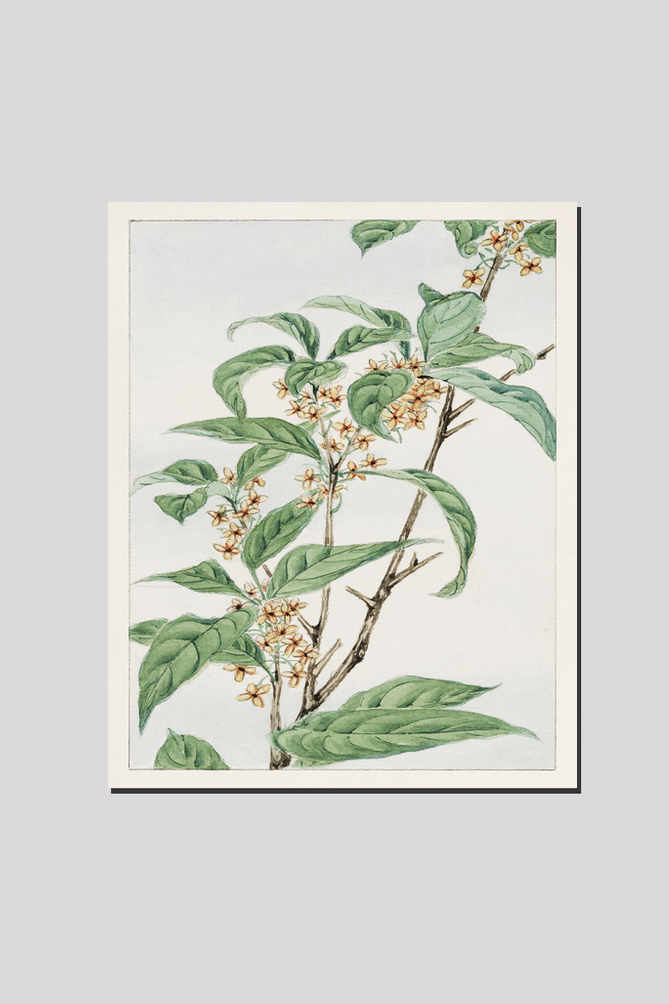 Stem with leaves and small flowers during 1870–1880 by Megata Morikaga