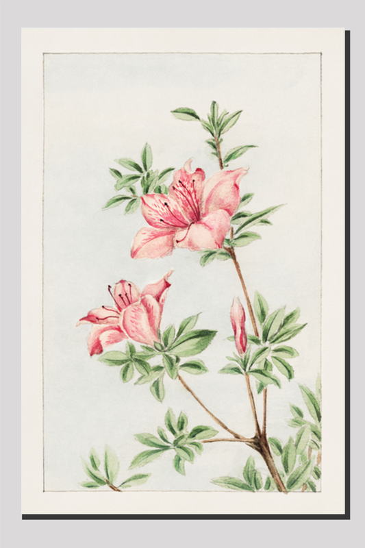 Tsutsuji rhododendron Judicum (azalea) during 1870–1880 by Megata Morikaga