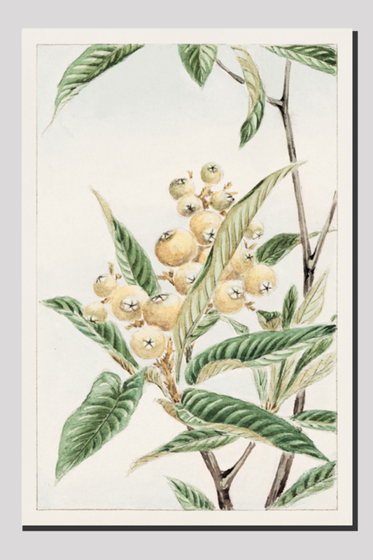 Biwa loquat during 1870–1880 by Megata Morikagaorikaga