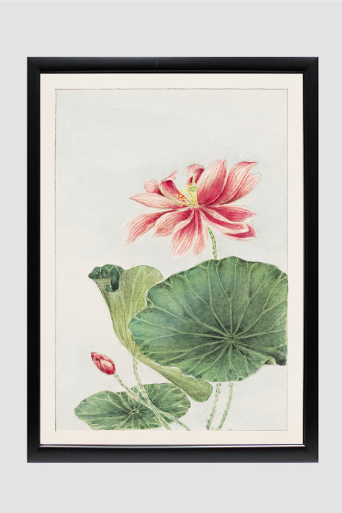 Hasu (lotus) during 1870–1880 by Megata Morikaga