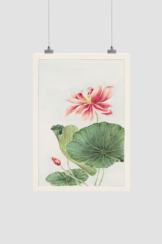 Hasu (lotus) during 1870–1880 by Megata Morikaga