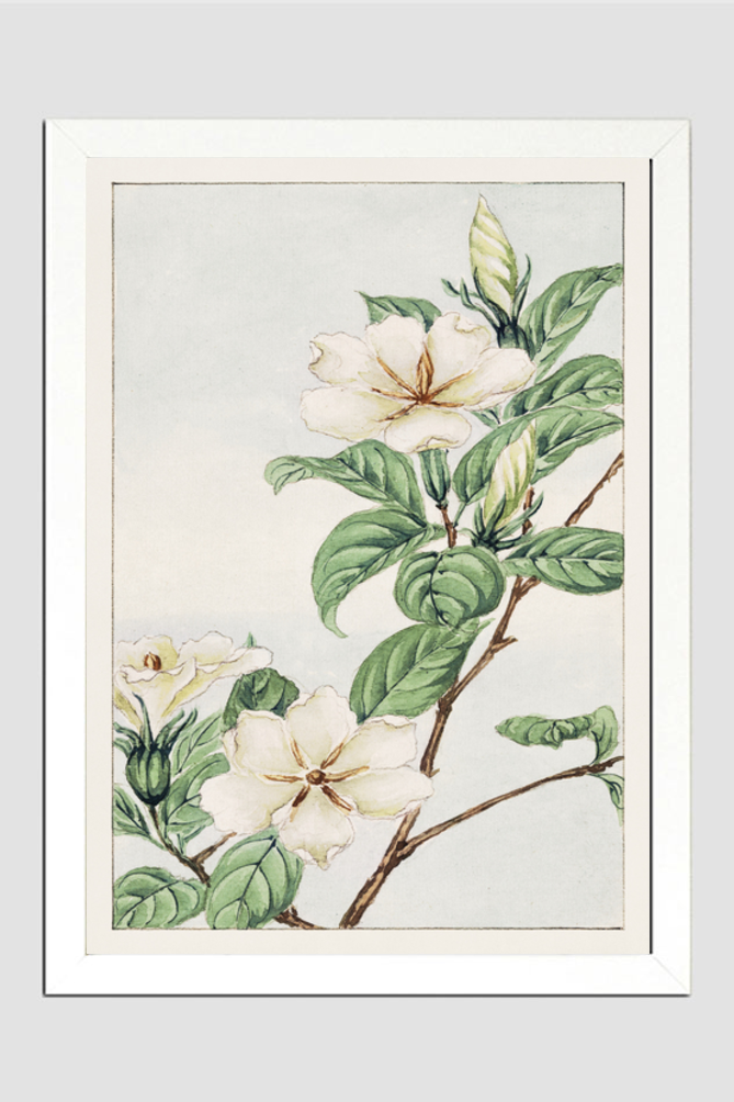 Kuchi nashi (cape jasmine) during 1870–1880 by Megata Morikaga