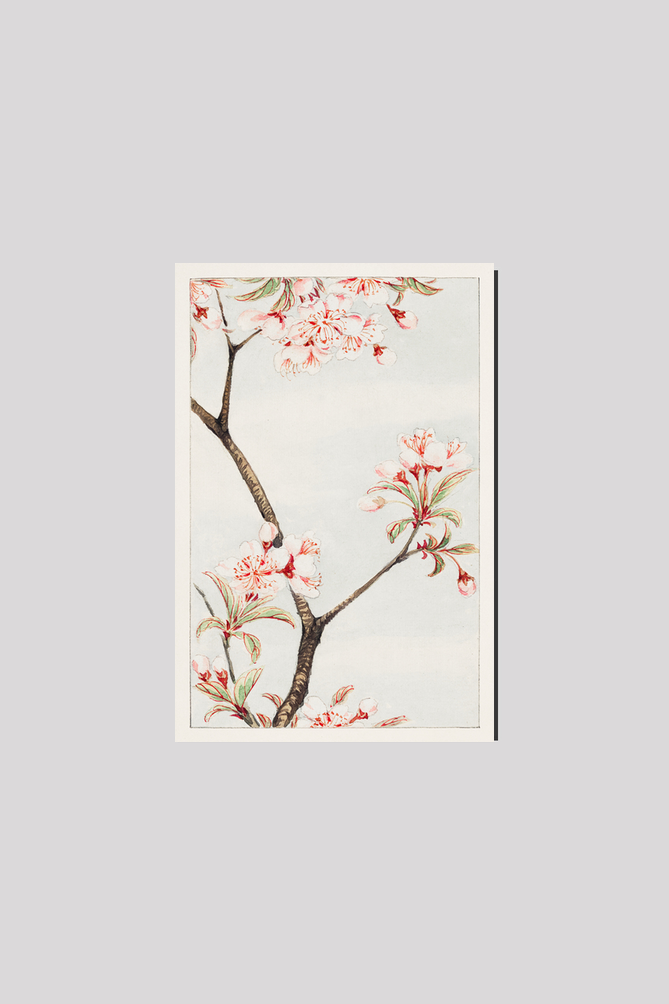 Sakura cherry during 1870–1880 by Megata Morikaga