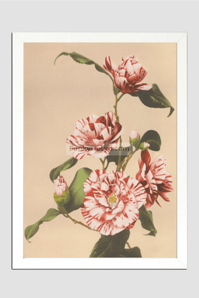 Beautiful photomechanical prints of Striped Camellias (1887–1897) by Ogawa Kazumasa