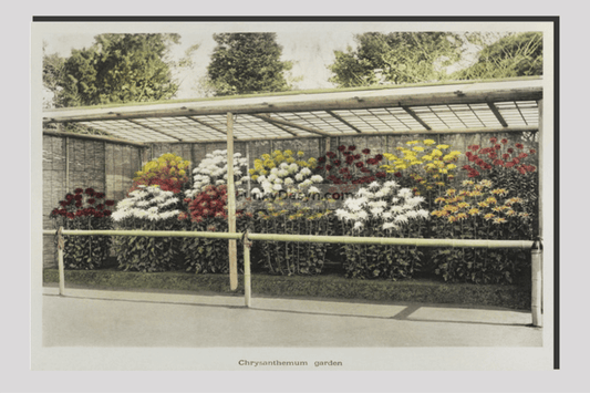Chrysanthemum Garden, hand–colored collotype from Some Japanese Flowers (1896) by Kazumasa Ogawa.