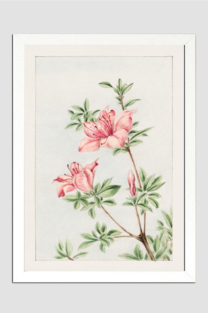 Tsutsuji rhododendron Judicum (azalea) during 1870–1880 by Megata Morikaga