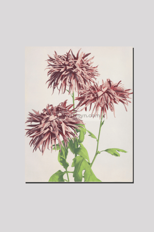 Beautiful photomechanical prints of Three Pink Chrysanthemum (1887–1897) by Ogawa Kazumasa
