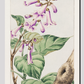 Kiri branch with flowers and leaves during 1870–1880 by Megata Morikaga