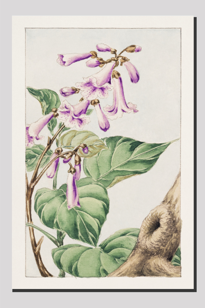 Kiri branch with flowers and leaves during 1870–1880 by Megata Morikaga