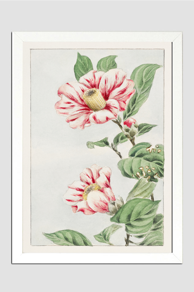 Tsubaki camelia during 1870–1880 by Megata Morikaga.