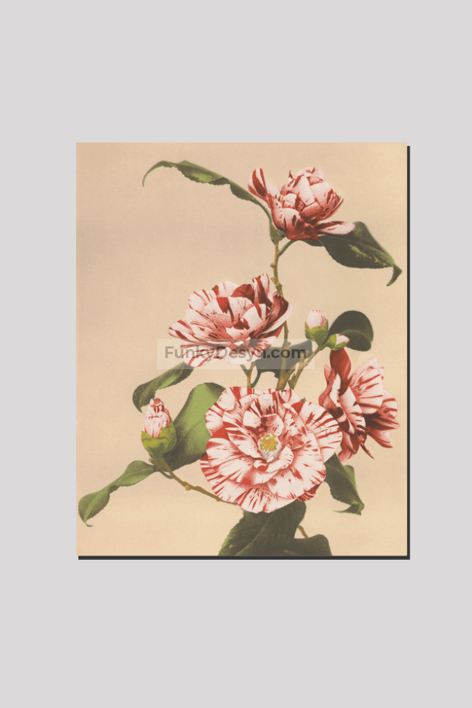 Beautiful photomechanical prints of Striped Camellias (1887–1897) by Ogawa Kazumasa
