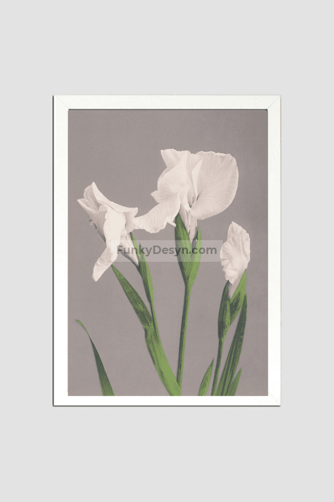Beautiful photomechanical prints of White Irises (1887–1897) by Ogawa Kazumasa.