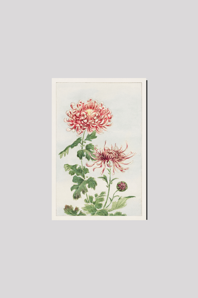 Kiku (chrysanthemum) during 1870–1880
