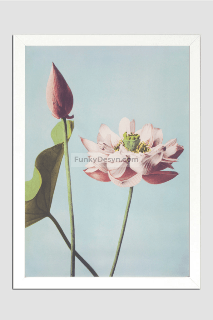 Beautiful photomechanical prints of Lotus Flowers (1887–1897) by Ogawa Kazumasa