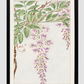 Wisteria vine with leaves and blossoms during 1870–1880 by Megata Morikaga.