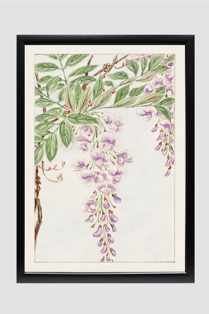 Wisteria vine with leaves and blossoms during 1870–1880 by Megata Morikaga.