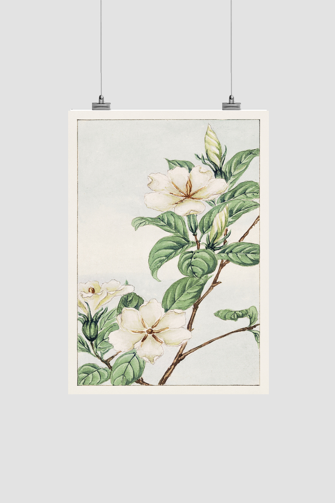 Kuchi nashi (cape jasmine) during 1870–1880 by Megata Morikaga