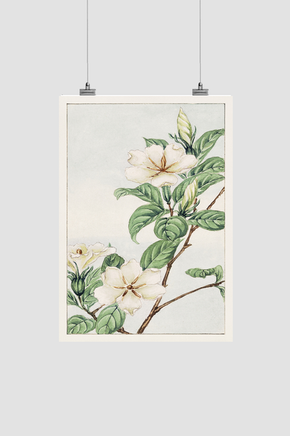 Kuchi nashi (cape jasmine) during 1870–1880 by Megata Morikaga