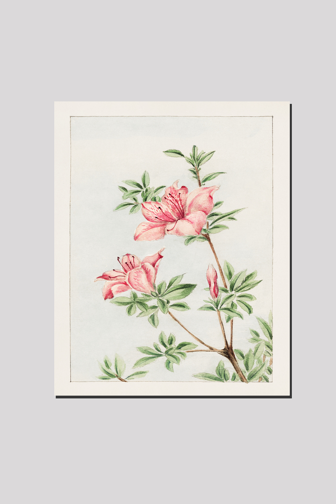 Tsutsuji rhododendron Judicum (azalea) during 1870–1880 by Megata Morikaga