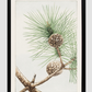 Matsu pine during 1870–1880 by Megata Morikaga.