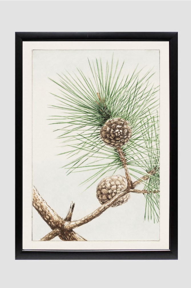 Matsu pine during 1870–1880 by Megata Morikaga.
