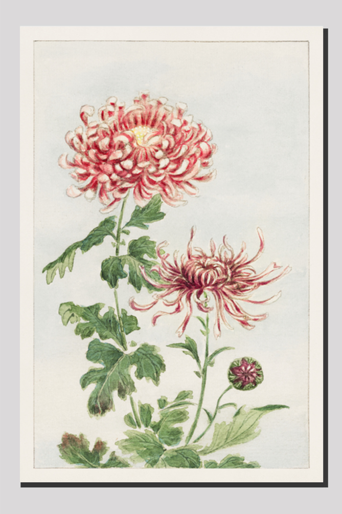 Kiku (chrysanthemum) during 1870–1880