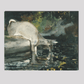 Deer Drinking (1892) by Winslow Homer