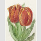 Two Red Tulips by Sientje Mesdag-van Houten (1834–1909).