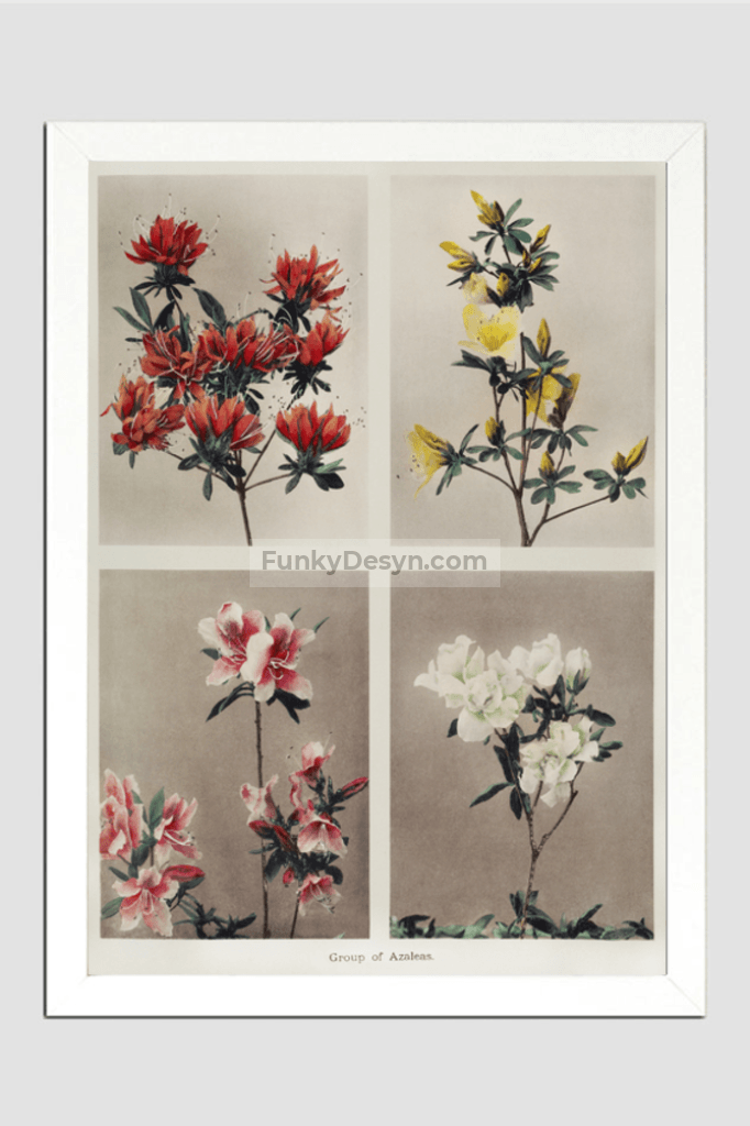 Group of Azaleas, hand–colored collotype (1896) by Kazumasa Ogawa.