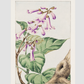 Kiri branch with flowers and leaves during 1870–1880 by Megata Morikaga