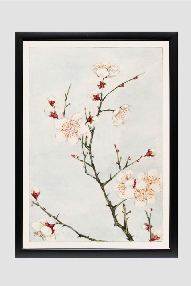 Plum branches with blossoms during 1870–1880 by Megata Morikaga.