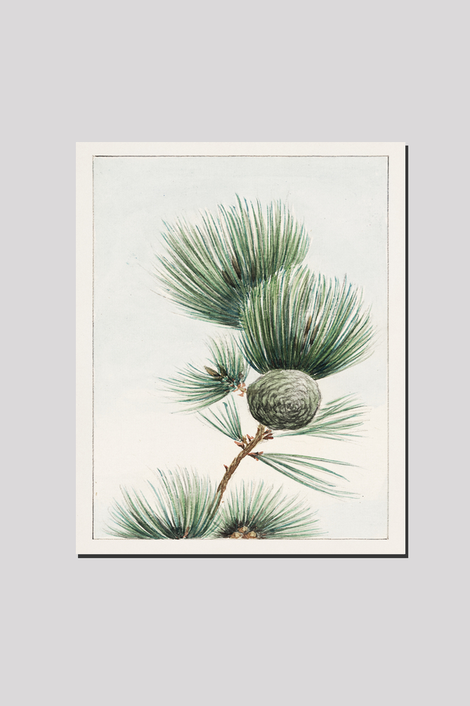 Gayo matsu pine during 1870–1880 by Megata Morikaga