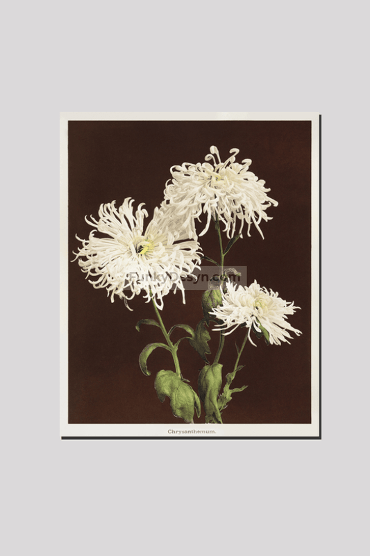 Chrysanthemum, hand–colored collotype from Some Japanese Flowers (1896) by Kazumasa Ogawa.
