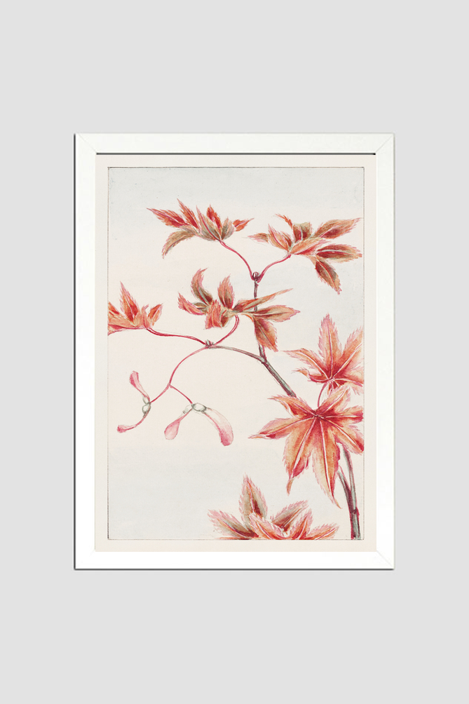 Branch of Momiji maple tree with leaves and seeds during 1870–1880 by Megata Morikaga