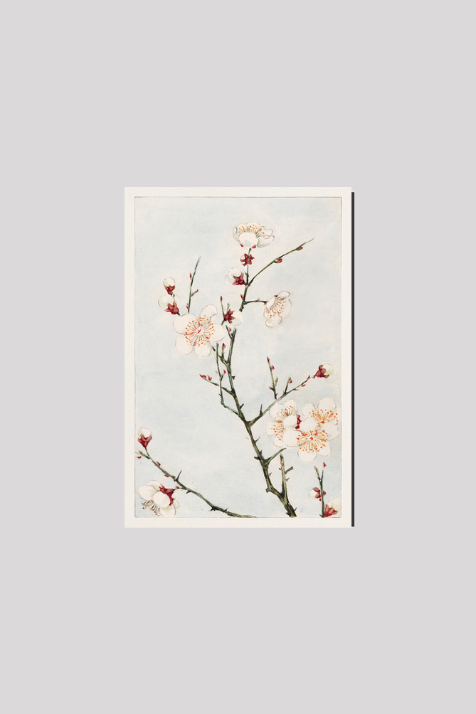 Plum branches with blossoms during 1870–1880 by Megata Morikaga.