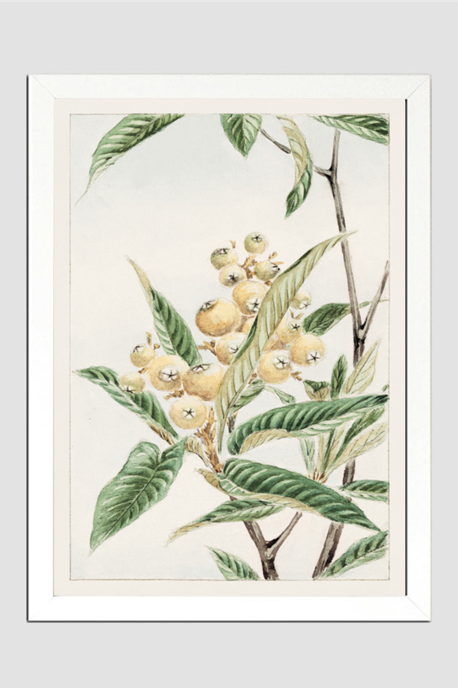 Biwa loquat during 1870–1880 by Megata Morikagaorikaga
