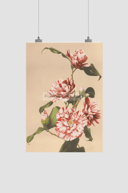 Beautiful photomechanical prints of Striped Camellias (1887–1897) by Ogawa Kazumasa