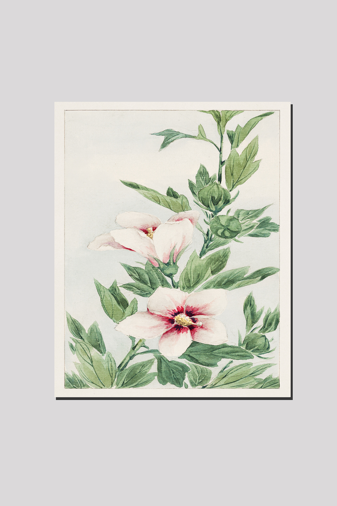 Hibiscus plant during 1870–1880 by Megata Morikaga.