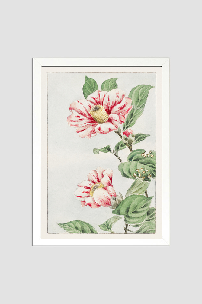Tsubaki camelia during 1870–1880 by Megata Morikaga.