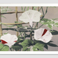 Beautiful photomechanical prints of Striped Bindweed Flowers (1887–1897) by Ogawa Kazumasa.